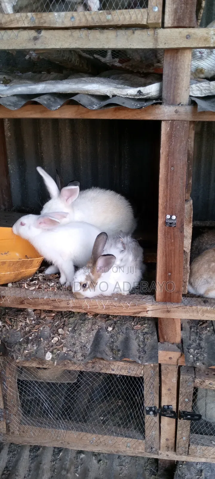 D. Y Rabbitry