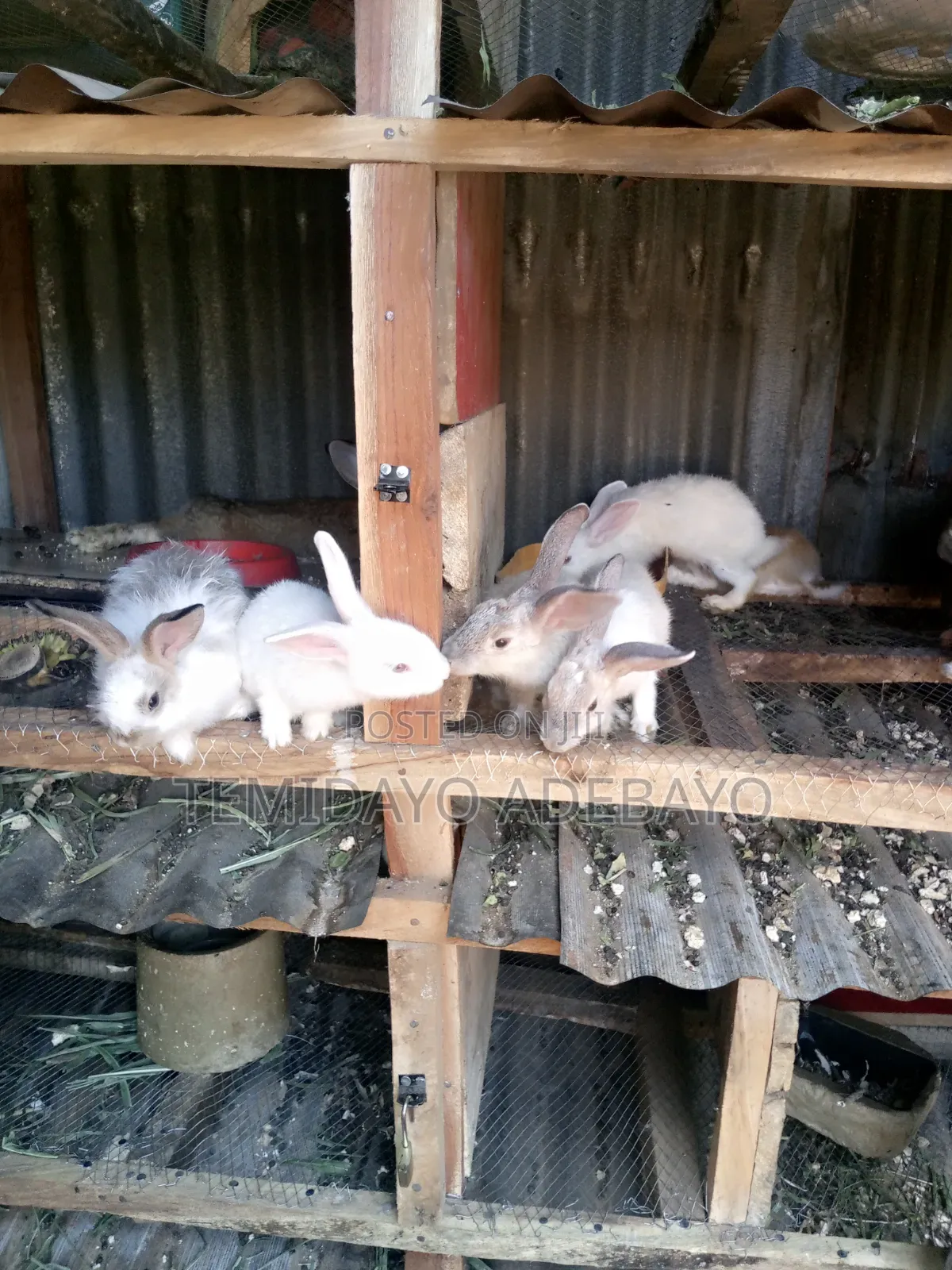 D. Y Rabbitry