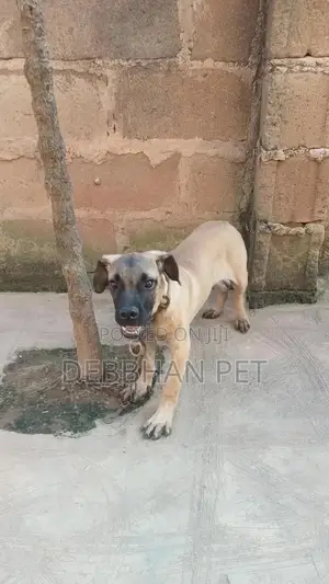 1-3 months Male Purebred Boerboel