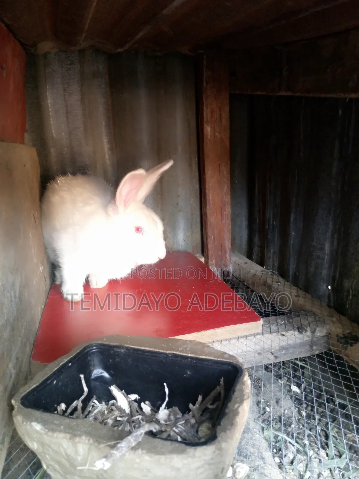 D. Y Rabbitry