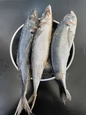 Kote Fish/Horse Mackerel