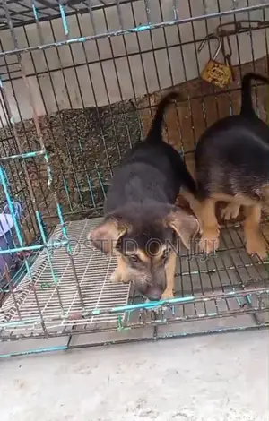 1-3 months Male Purebred German Shepherd