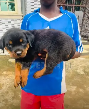 1-3 months Male Purebred Rottweiler