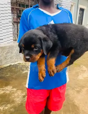 1-3 months Male Purebred Rottweiler