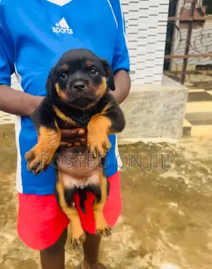1-3 months Female Purebred Rottweiler