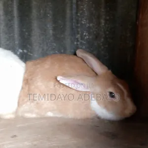 Exotic Rabbit for Sale