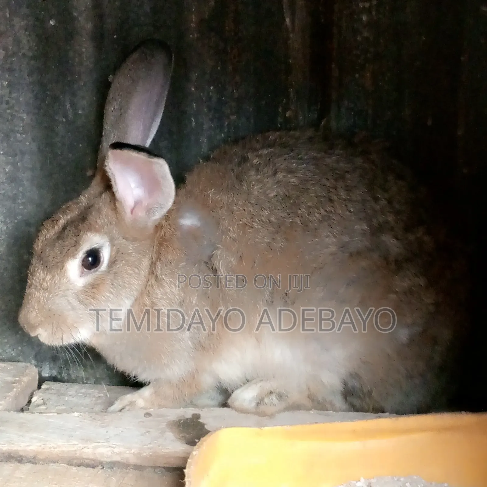 Exotic Rabbit for Sale