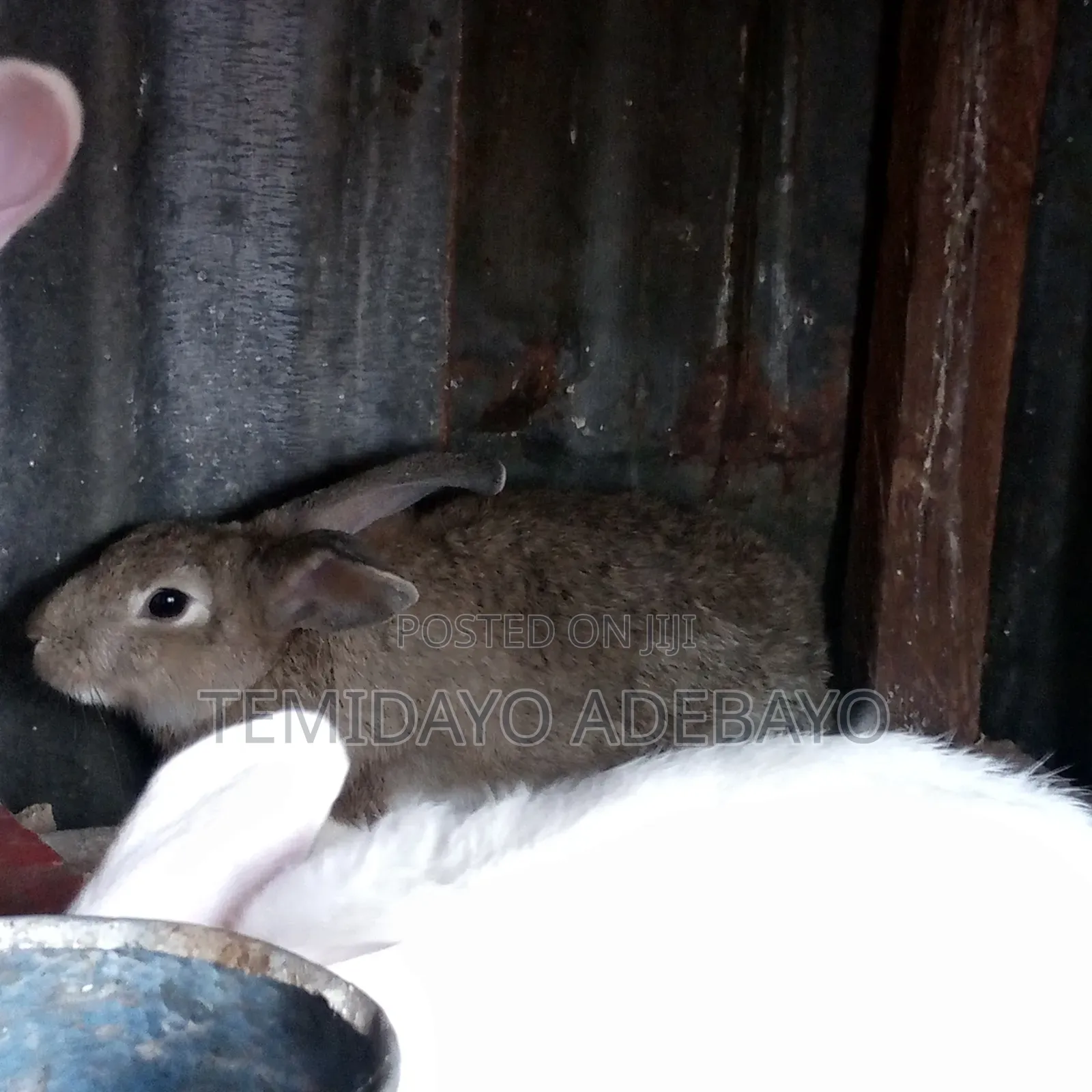 Exotic Rabbit for Sale