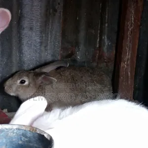 Exotic Rabbit for Sale
