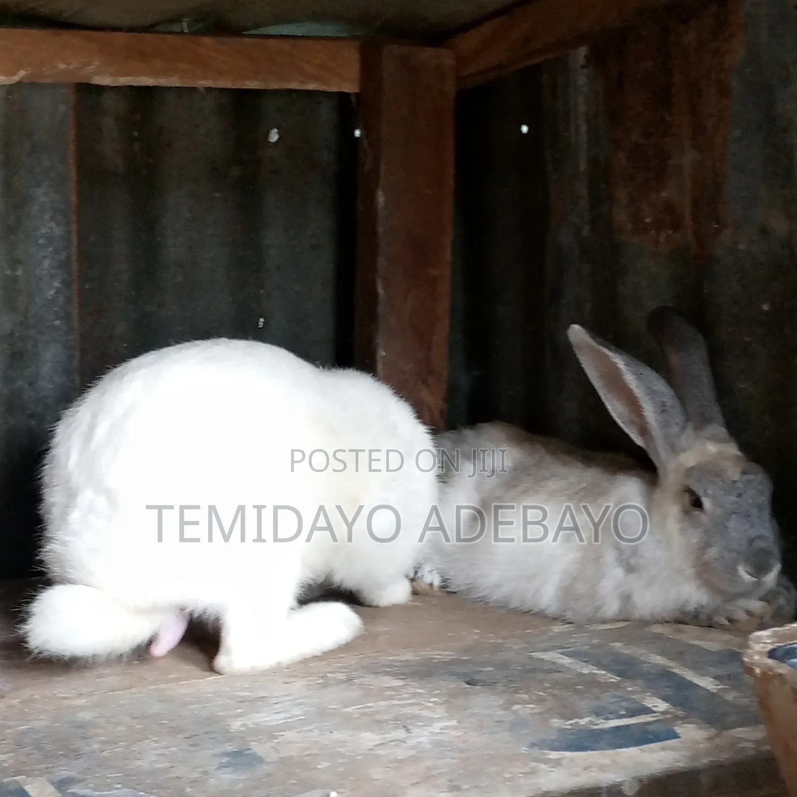 Exotic Rabbit for Sale