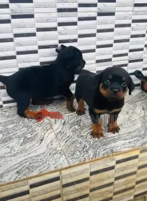 1-3 months Male Purebred Rottweiler