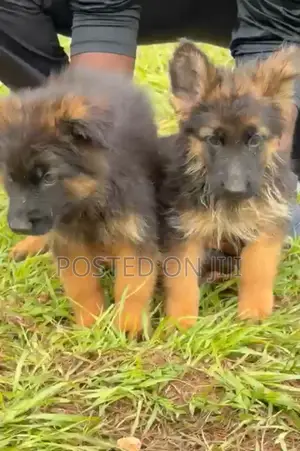 1-3 months Male Purebred German Shepherd