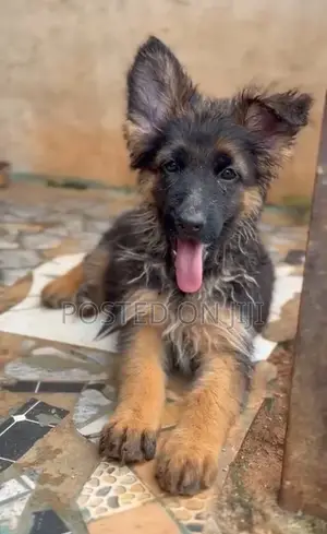 1-3 months Female Purebred German Shepherd