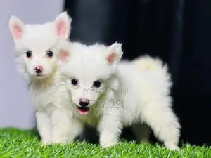 1-3 months Female Purebred American Eskimo