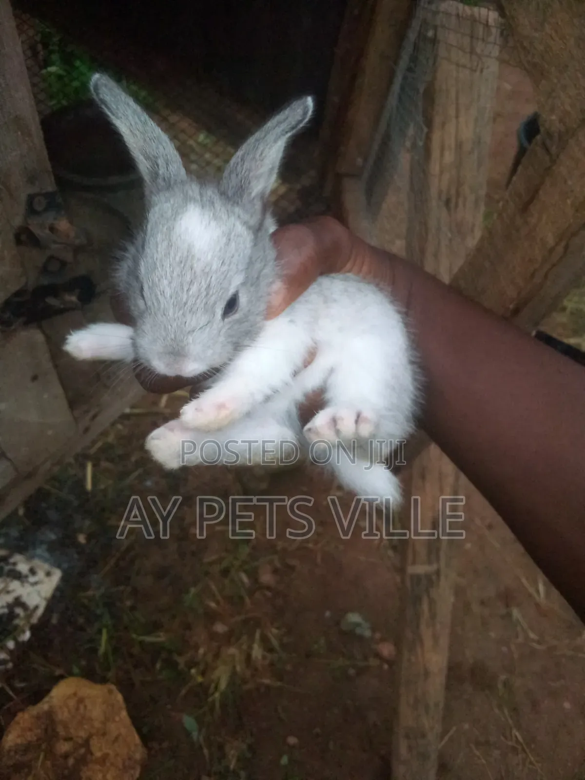 Chincilla Bunnies