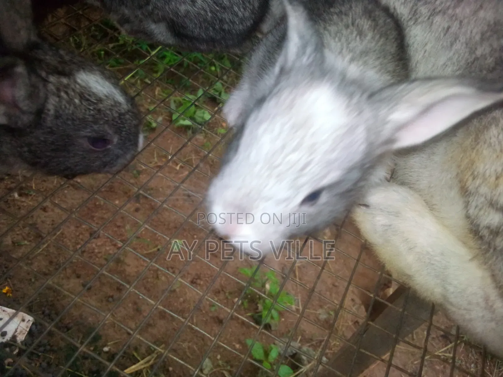 Chincilla Bunnies
