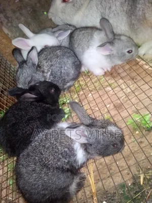 Chincilla Bunnies