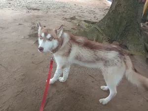 1+ year Male Purebred Siberian Husky