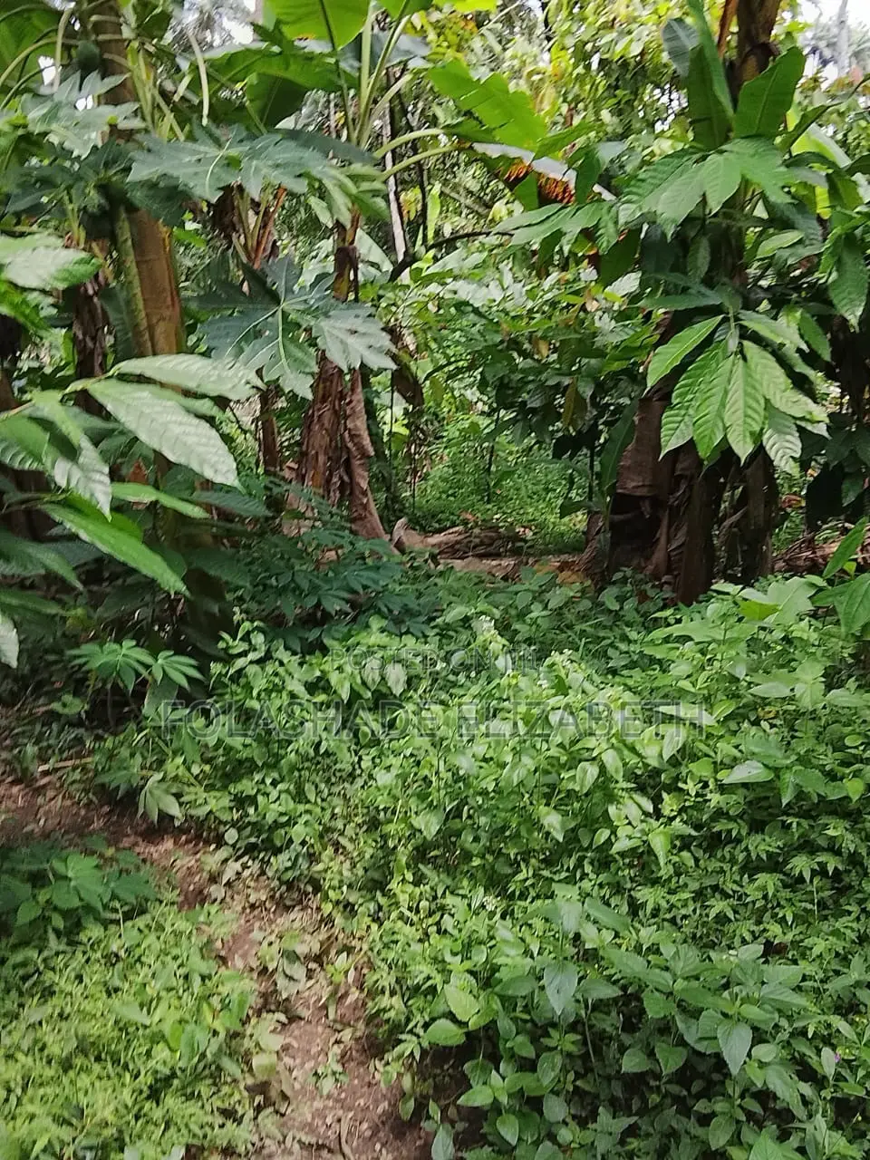 Farming Land