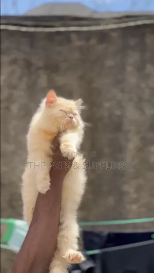 6-12 months Male Purebred Persian