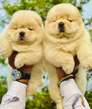 1-3 months Female Purebred Chow Chow