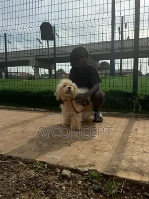 1+ year Male Purebred Lhasa Apso