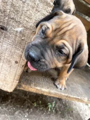 1-3 months Male Purebred Boerboel