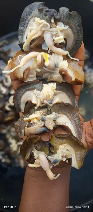 Bayelsa Bush Snail