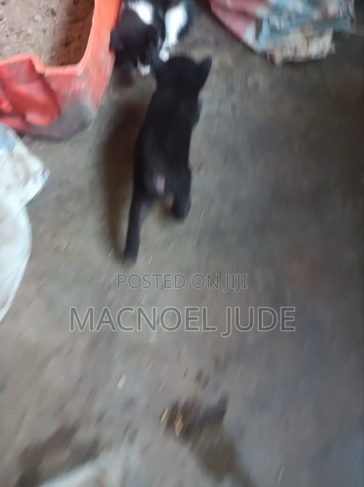 1-3 months Male Mixed Breed Tabby