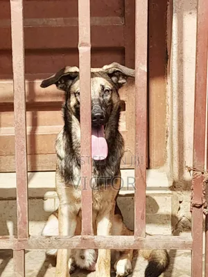 1+ year Male Purebred German Shepherd