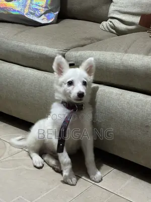 1-3 months Male Purebred American Eskimo