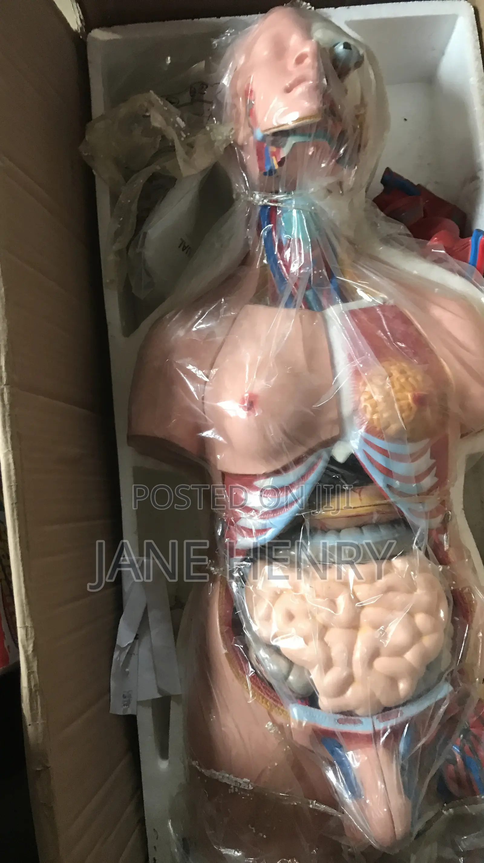 Anatomical Torso Model