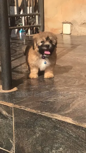 1-3 months Female Purebred Lhasa Apso