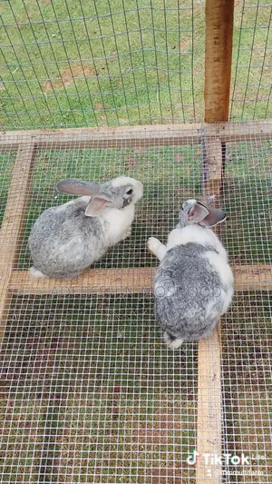 Male and Female Breeding Rabbit
