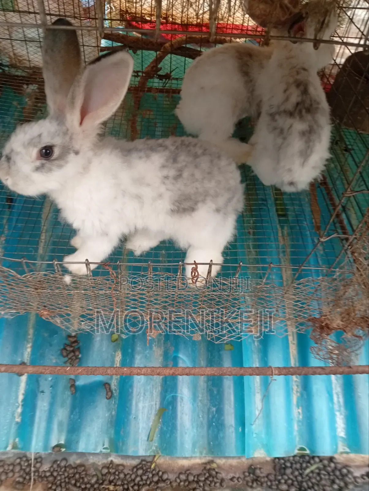 Rabbit for Sale