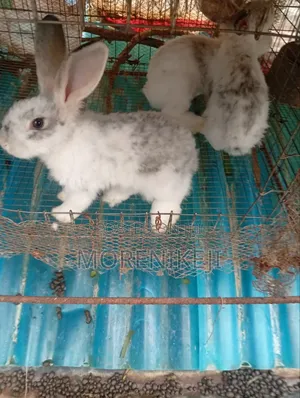 Rabbit for Sale