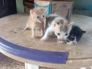 0-1 month Female Purebred American Shorthair