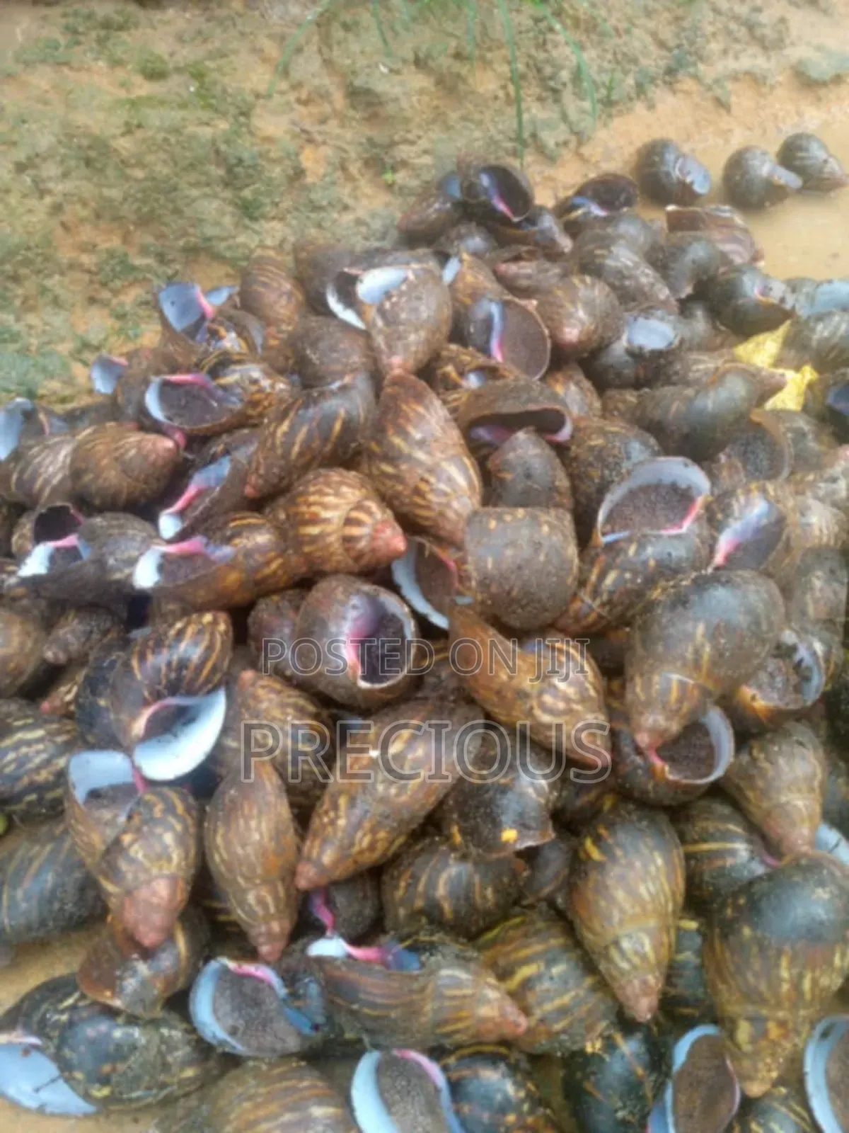 Buy Your Snails and Seafood