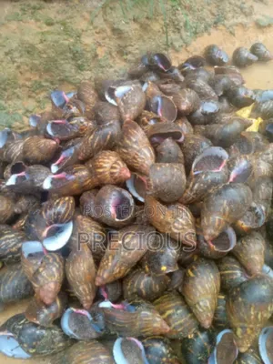 Buy Your Snails and Seafood