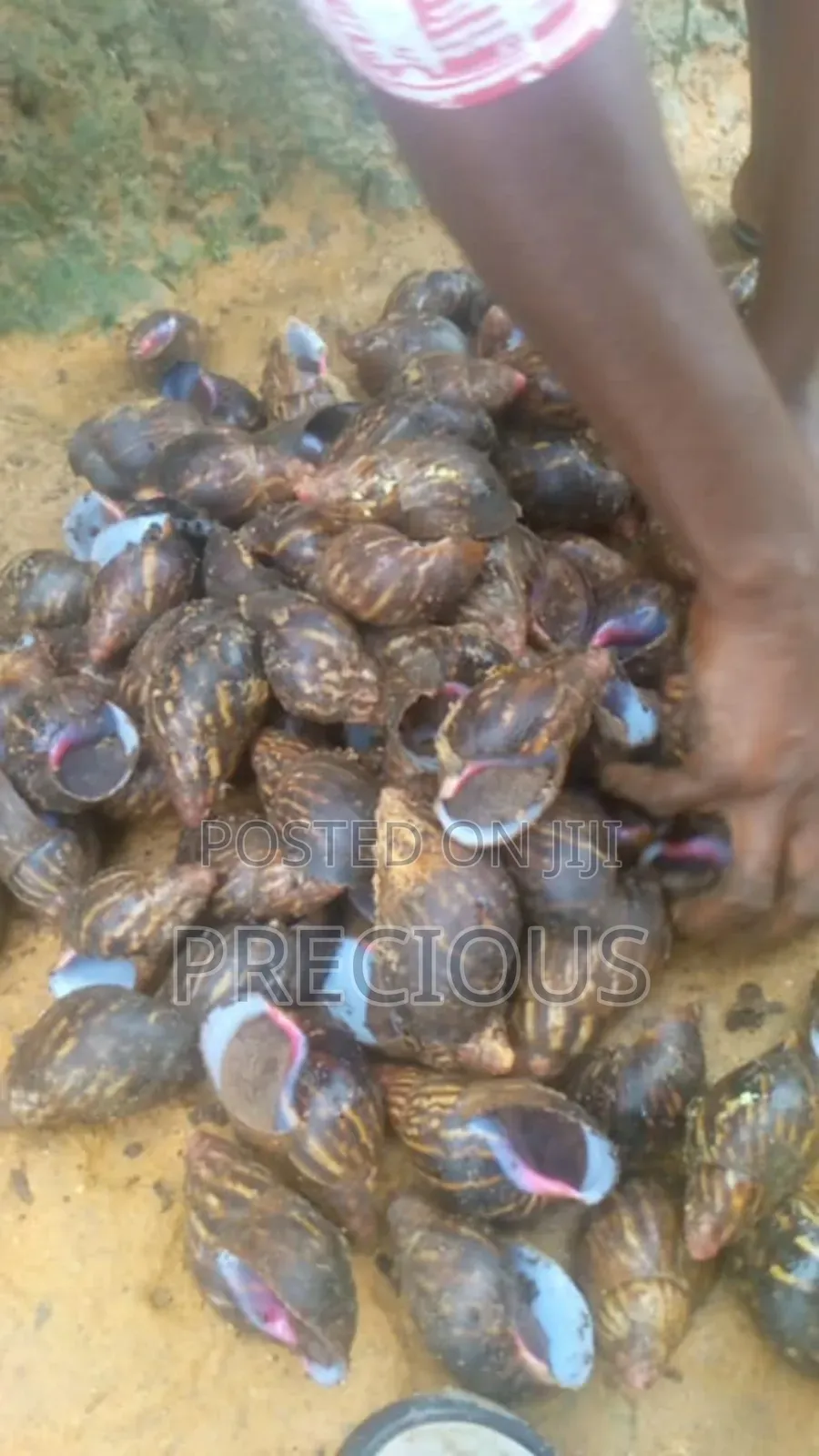 Buy Your Snails and Seafood