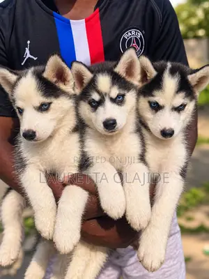 1-3 months Male Purebred Siberian Husky
