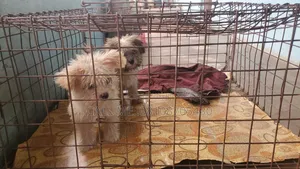 1-3 months Male Purebred Lhasa Apso