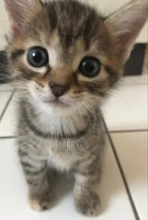 1-3 months Male Purebred Tabby