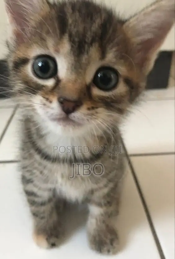 1-3 months Male Purebred Tabby