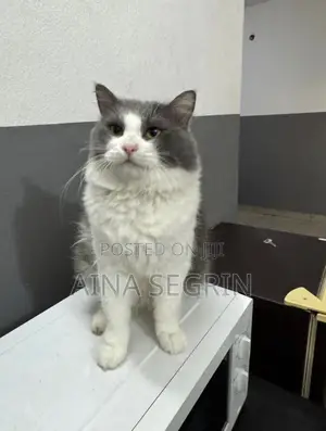 6-12 months Male Purebred Persian