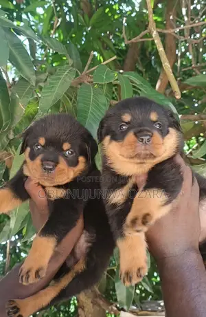 1-3 months Female Purebred Rottweiler