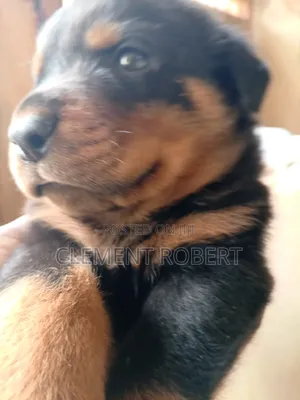 1-3 months Male Purebred Rottweiler