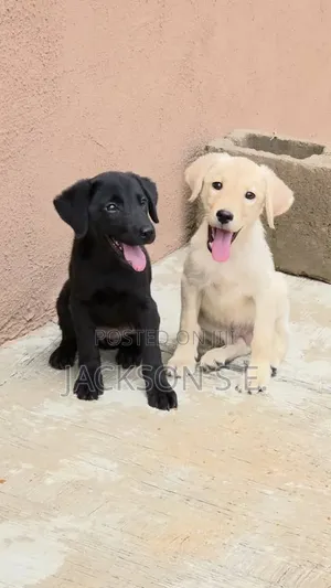 1-3 months Female Purebred Labrador Retriever