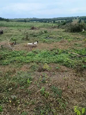 54 Acres of Land for Sale in Iganna With Registered Survey Plan