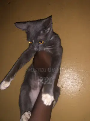 6-12 months Male Mixed Breed Russian Blue